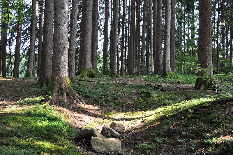 marie-fngt-feuer-saulgrub-hhenweg-bhmerweiher-22-03227