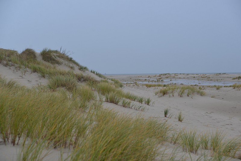 pfarrer-braun-norderney-dünen-02-00529ca pfarrer-braun-norderney-dünen-02-00529ca