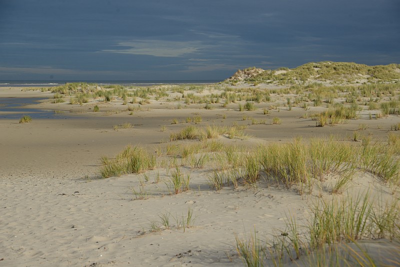 pfarrer-braun-norderney-dünen-02-10733-ca pfarrer-braun-norderney-dünen-02-10733-ca